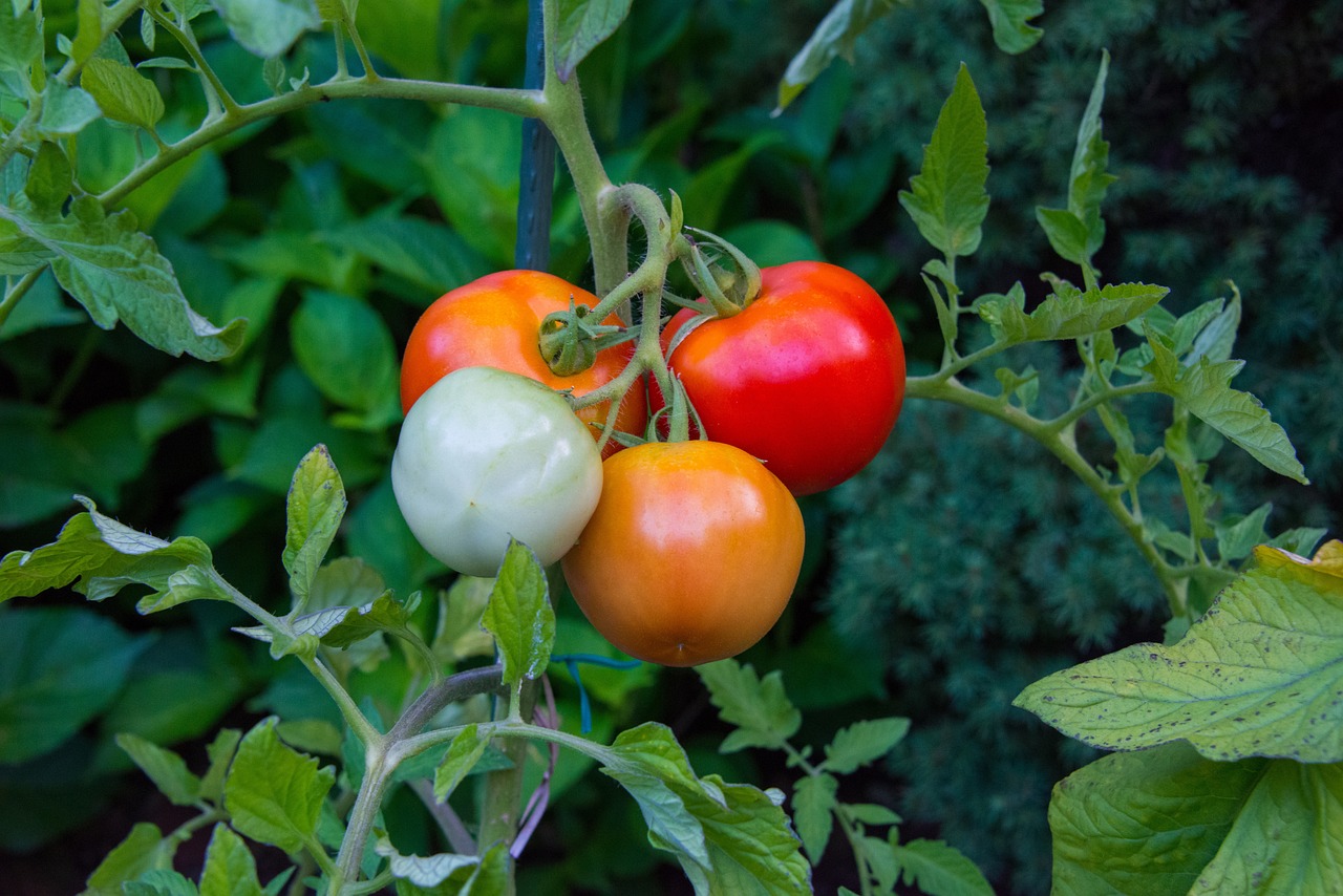 What are the Basics of Aquaponic Gardening?